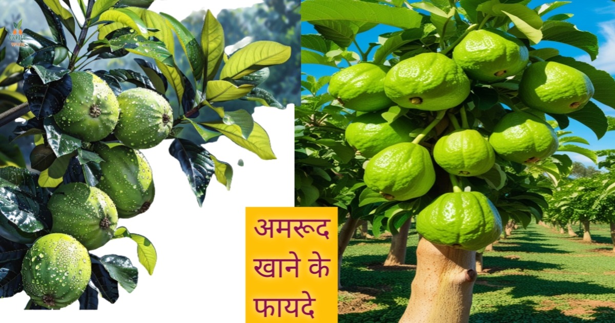 Amrud khane ke fayde: 10 बेहतरीन अमरूद खाने के फायदे